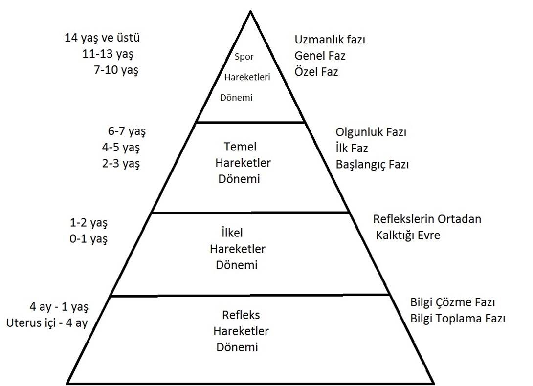 David L. Gallahue' nin Motor Gelişim Tablosu
